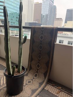 55” tall cactus