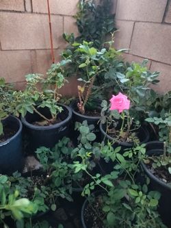 Rosal