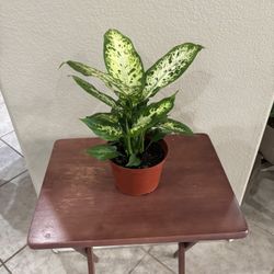 Dieffenbachia Plants BEAUTIFUL