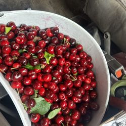 Cherries For Sale 