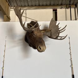 Real Moose Head