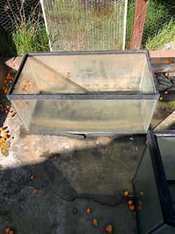 Fish Tank