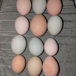 Fresh Eggs (Washed)