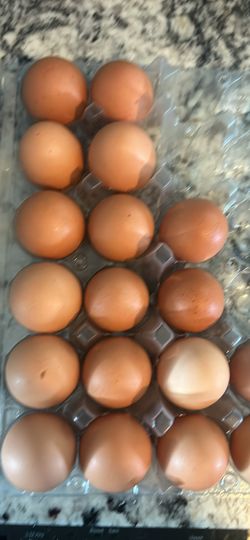 Organic Chicken Eggs $7 Dozen 