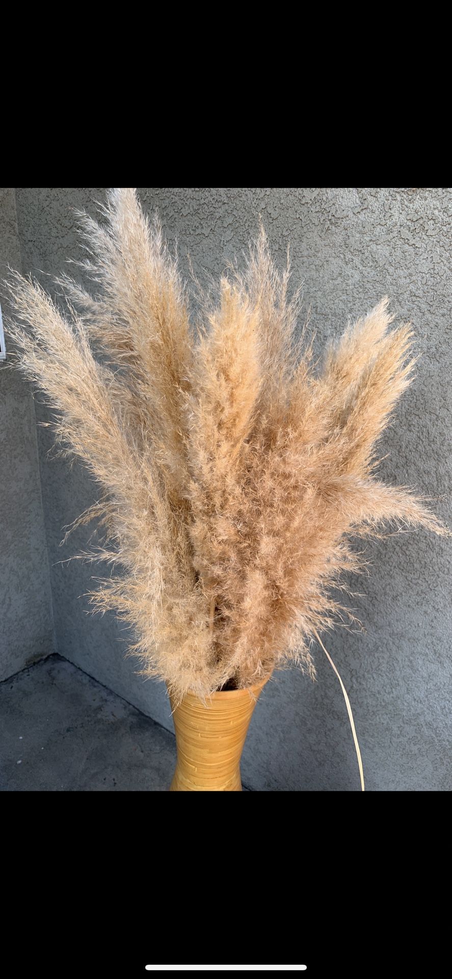 Pompous Grass Long Stems 4-5ft