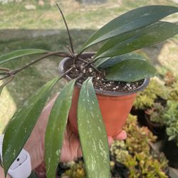 Hoya Plant