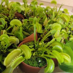 Dente Fly Traps