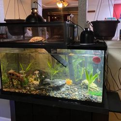 Aquarium 40 Gallon Tank