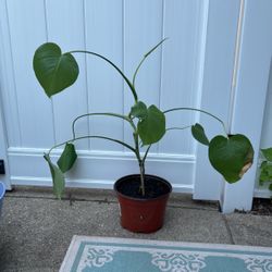 Monstera plant