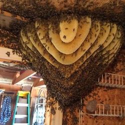 Bee Rescue & Relocated