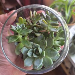4" GLASS SUCCULENT BOWL