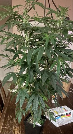Plant for sale