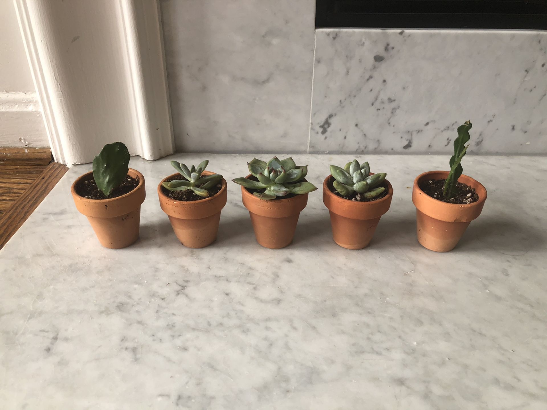 FREE Live Succulents/Cacti in Terracotta Pots