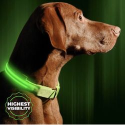 Led Dog Collar