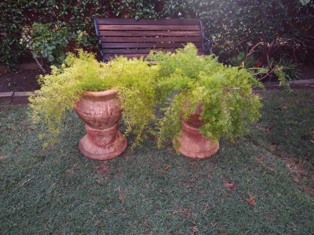 2 Pot with plants