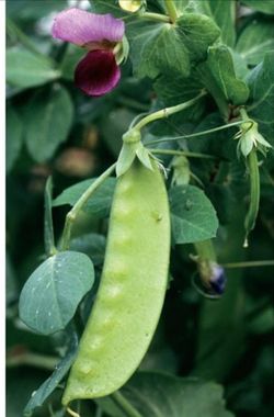 ORGANIC PEA “ PLANTS “ VEGETABLE starts