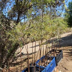 Brachychiton rupestris