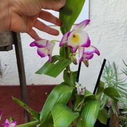 Orchid