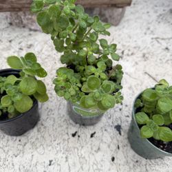 Vicks Plant 2.5$ Small One Big One 5$