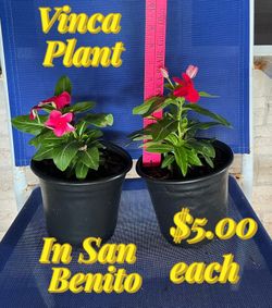 Plants , Vinca Plant for sale