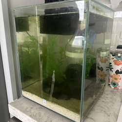 Fluval Chi 5 Gallon Fish Tank With Beta and Algae Eater