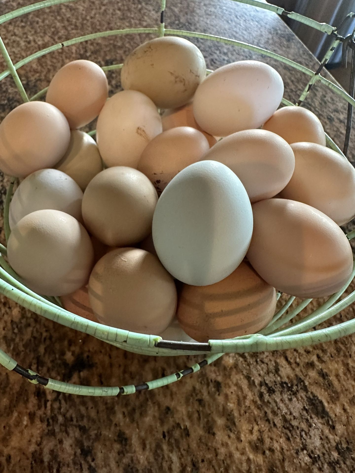 Real Real Fresh Chicken Eggsss!!