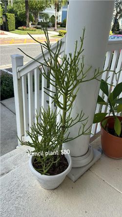 Large Pencil Plant