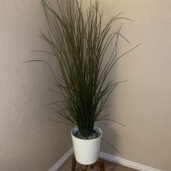 Decorative House Plant 