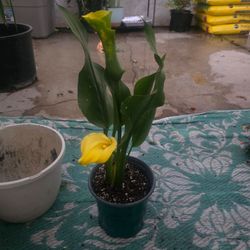 Calla lily plant