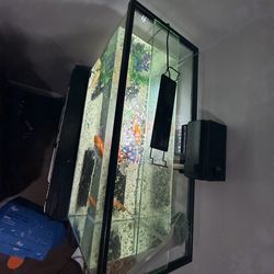 Fish Tank 