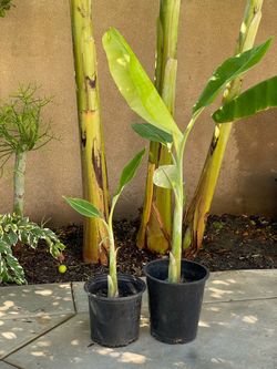 Banana Tree Pups