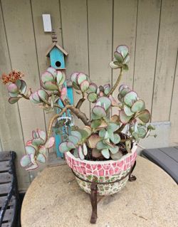 ​🪴 Mature Jade Plant/Vintage Mosaic Cement Planter/​Wrought Iron Stand
