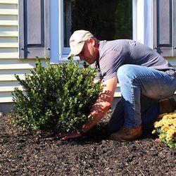 Shrubs Planting 
