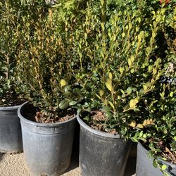 Japanese boxwood hedges, 5gal (10 for $135) 