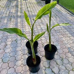 Ice cream Thai banana plant