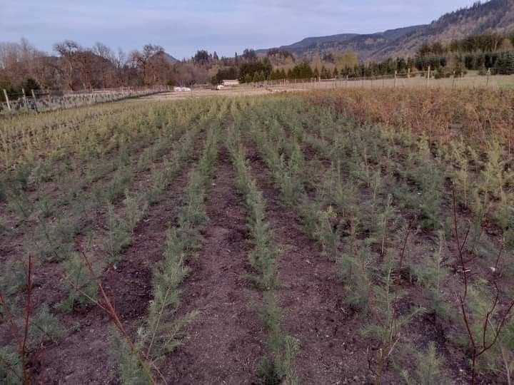 Noble Fir Christmas Trees UCut 50 Ea Any Tree for Sale in Yacolt, WA