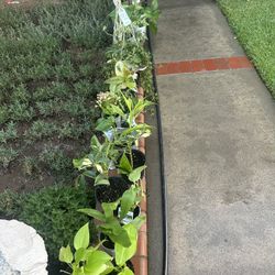 Plants various