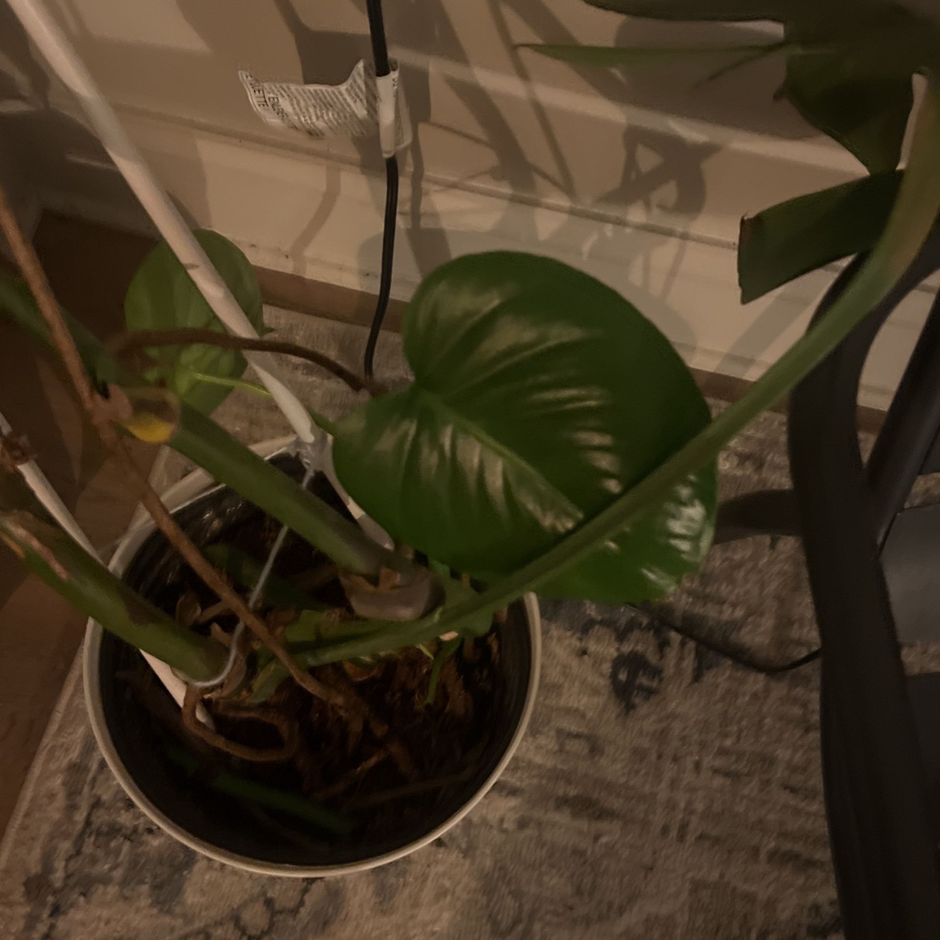 Monstura Plant