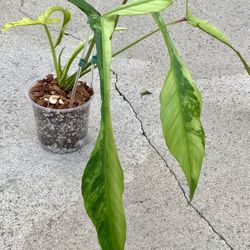Philodendron Joepii Variegated 