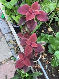 Coleus plant