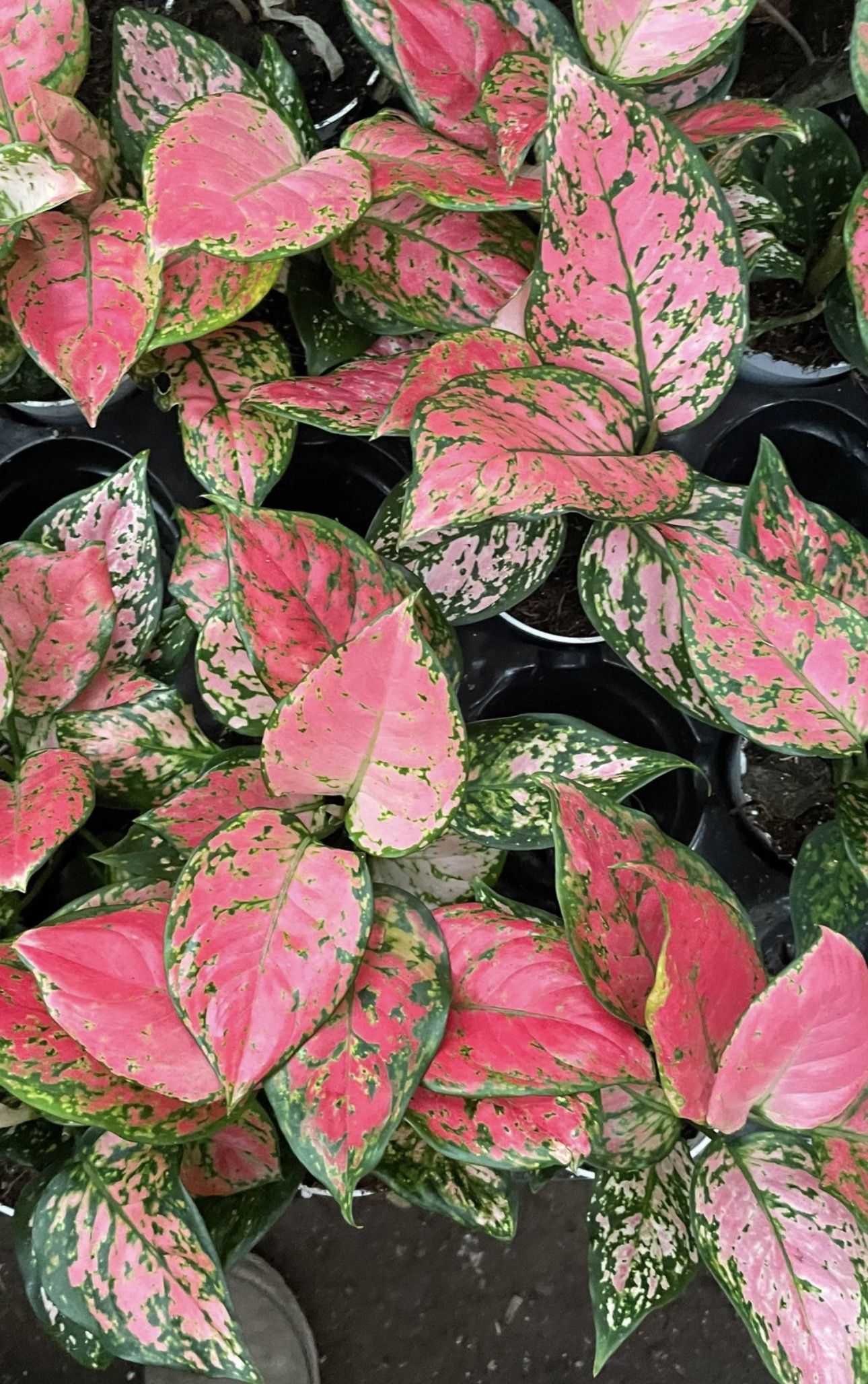 Aglonema Lady Valentine 4” Pot