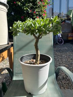 Live plant Crassula Ondulata