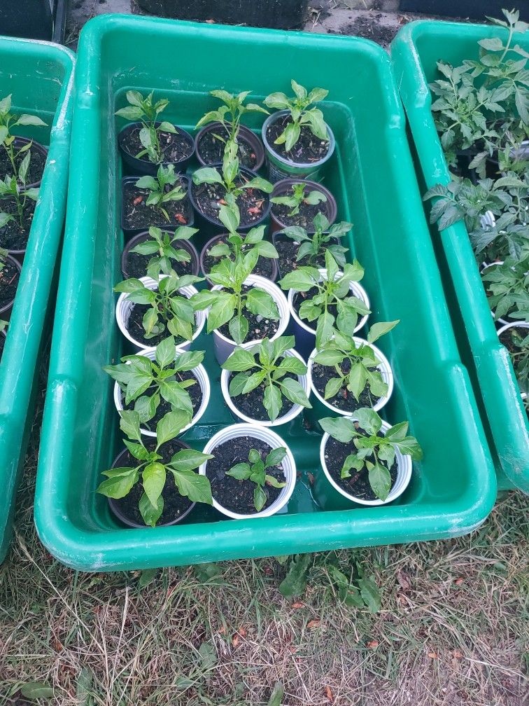 Organic Pepper Each $3