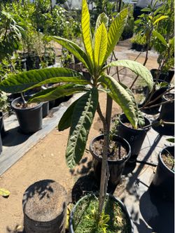 Loquat Tree - discounted! 15 gallon
