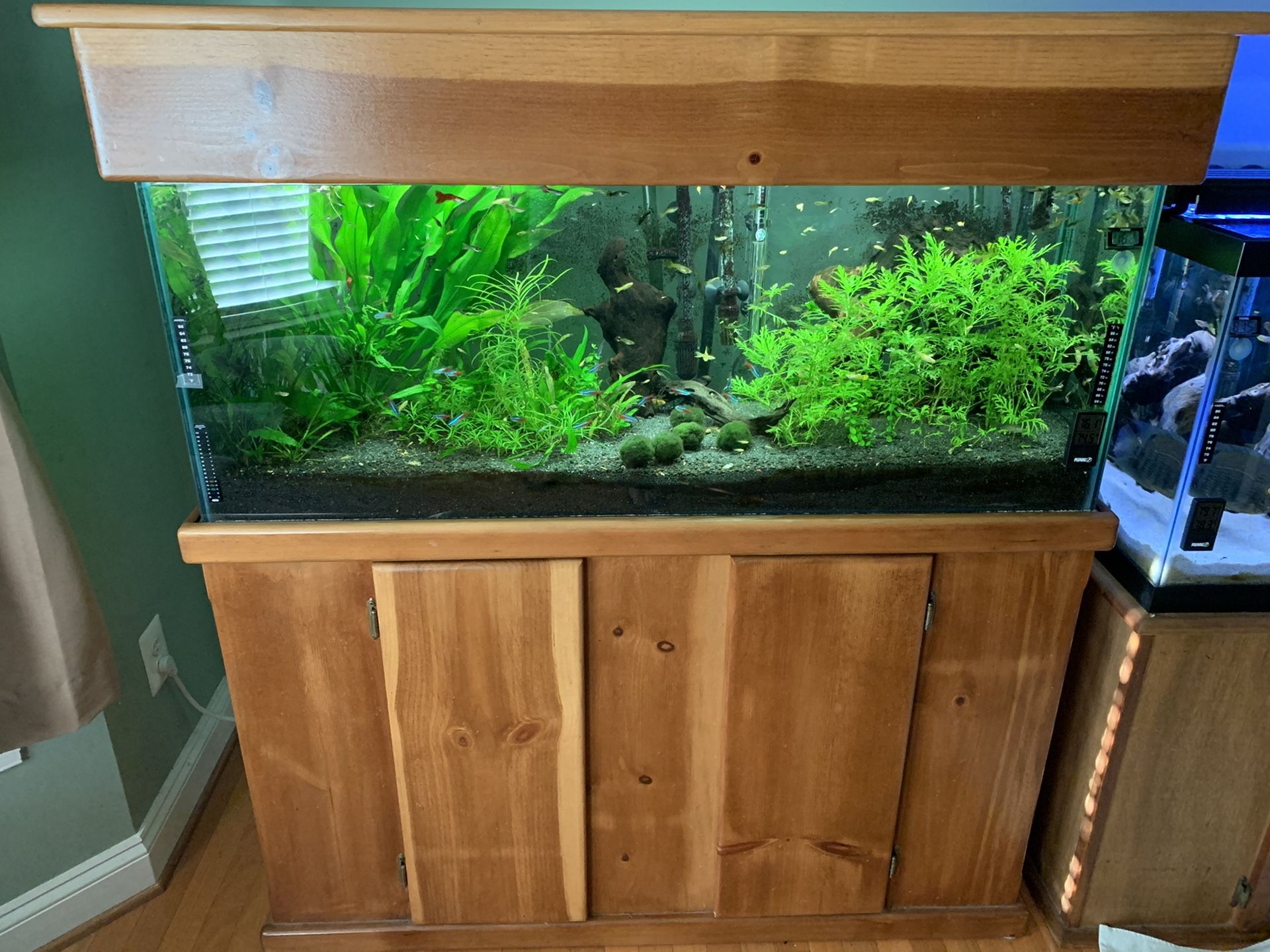 55 gal fish tank