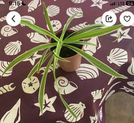 Spider Plant (Chlorophytum comosum), known for its thin, arching variegated leaves.