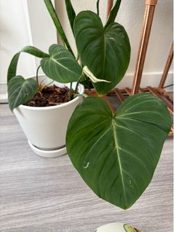 Philodendron gloriosum