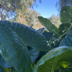 Elephant Ears 