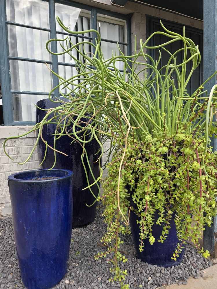 $700 Huge Ceramic Glazed. Can Deliver