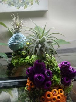 Custom Air Plant display 